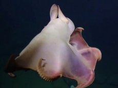 Учёные засняли необычного осьминога с ушами