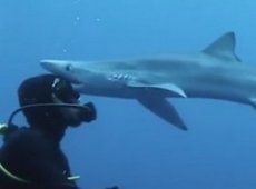 «Поцелуй» акулы и дайвера попал на видео