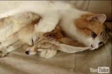 Котенок подружился с лисенком