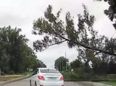 Водитель чудом ускользнул из-под падающего дерева