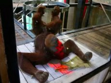 Танцующий брейк-данс орангутан покорил пользователей интернета
