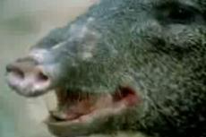 Кабан напугал гепарда