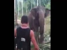 Слон послал туриста в нокаут