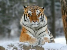 Видео погони тигров за беспилотниками собрало более 500 тыс. просмотров