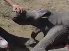 Бой детеныша носорога с лечащими его мать врачами