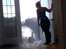 Голодный кот стал звездой YouTube