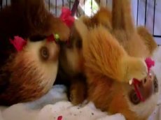 Ленивцы на просушке