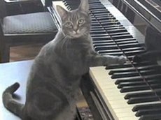 Кэтцерто для кошки с оркестром