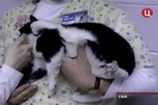 В Пенсильвании живет пятилапая кошка