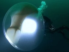 Капсула с яйцами кальмара шокировала интернет-пользователей