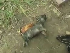 Вьетнамец сделал искусственное дыхание утонувшему щенку
