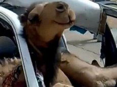 Верблюд протаранил лобовое стекло и застрял в салоне автомобиля