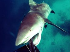Нападение опасной акулы на человека