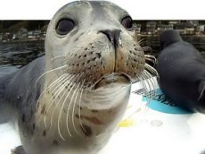 Тюлень стал серфером