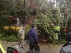 Дерево рухнуло на проезжающий по трассе школьный автобус