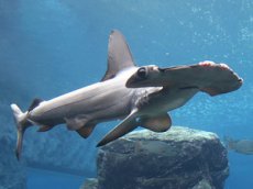 Бой акулы-молота с тарпоном попал на видео