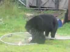 Медведица спасла детеныша из рыболовной сети