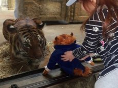 Покушение тигра на плюшевую игрушку