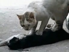 Кот пытался спасти попавшую под машину кошку