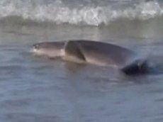 Касатка атаковала акулу