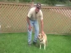 Английский бульдог обожает батут