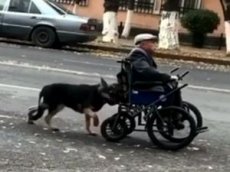 Пес помогает прикованному к коляске хозяину передвигаться по городу