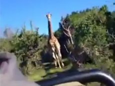 Жираф стал героем "вирусного" видео