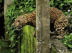 Леопард ранил шестерых человек в Индии