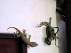 Геккон спас друга от зеленой змеи