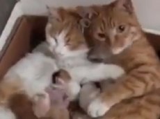 Дружная семья котов влюбила в себя интернет-пользователей
