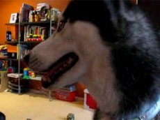 Собака записала хит с помощью приложения для iPad