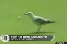 TOP-10. Птицы — противники спортивных состязаний