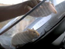 Хомяк сел за руль многотонного грузовика