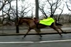 Гвардейский конь ушел в самоволку в Париже
