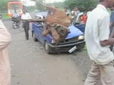 ДТП с участием верблюда