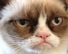 Кот-звезда YouTube снялся в рекламе кошачьего корма