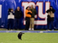Черный кот прервал матч по американскому футболу
