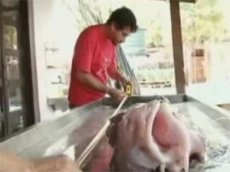 В Бразилии поймали неизвестную желеобразную рыбу