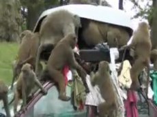 Бабуины ограбили туристов