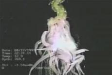 Плавучая колония живых существ