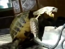 Бешеная черепашка объявила войну ботинку