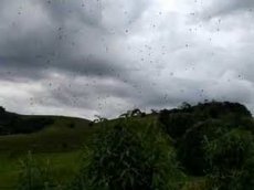 Жители Бразилии запечатлели на видео «дождь из пауков»