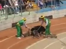 В цирке медведь на глазах у зрителей растерзал обезьяну