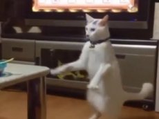 Прыгающая по шкафам кошка стала звездой интернета