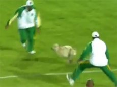 Собаки и футбол