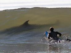 Серфинг с белой акулой