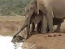 Как слоны помогли слоненку выбраться из реки