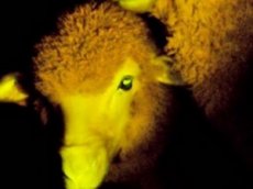 Чудеса генной инженерии: светящиеся в темноте овцы