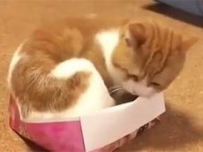 Кот, которому удалось разместиться в маленькой коробочке, стал интернет-звездой