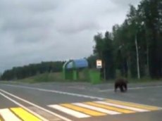 Югорские медведи соблюдают правила дорожного движения
